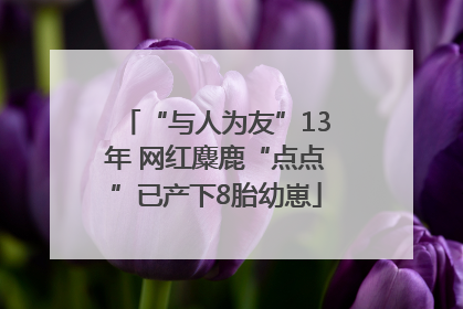 “与人为友”13年 网红麋鹿“点点”已产下8胎幼崽
