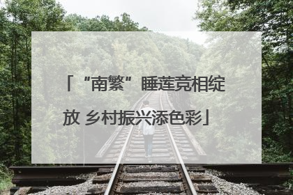 “南繁”睡莲竞相绽放 乡村振兴添色彩
