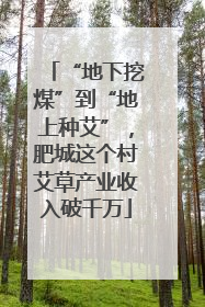 “地下挖煤”到“地上种艾”，肥城这个村艾草产业收入破千万