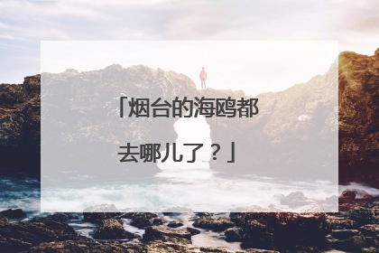 烟台的海鸥都去哪儿了？