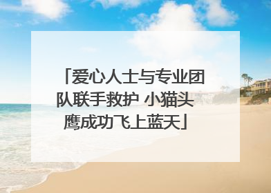 爱心人士与专业团队联手救护 小猫头鹰成功飞上蓝天