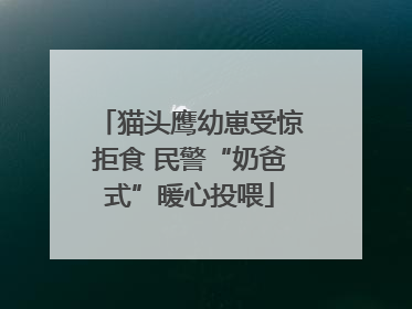 猫头鹰幼崽受惊拒食 民警“奶爸式”暖心投喂