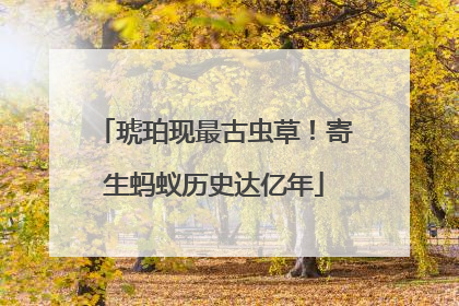 琥珀现最古虫草！寄生蚂蚁历史达亿年