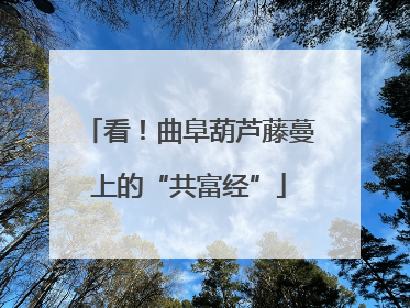 看！曲阜葫芦藤蔓上的“共富经”
