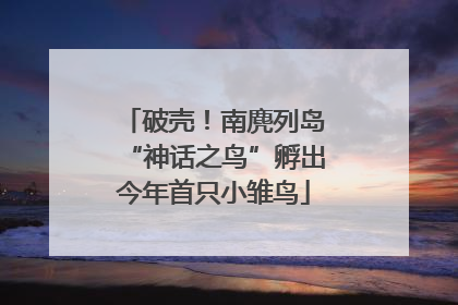 破壳！南麂列岛“神话之鸟”孵出今年首只小雏鸟