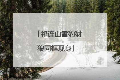 祁连山雪豹豺狼同框现身