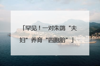 罕见！一对朱鹮“夫妇”养育“四胞胎”