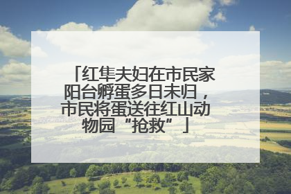 红隼夫妇在市民家阳台孵蛋多日未归，市民将蛋送往红山动物园“抢救”
