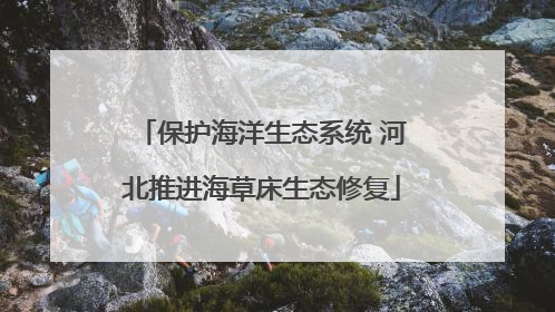 保护海洋生态系统 河北推进海草床生态修复