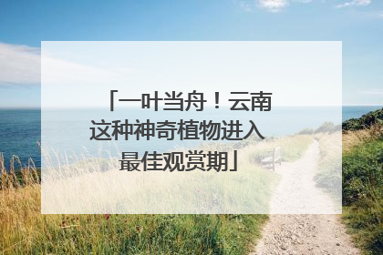 一叶当舟！云南这种神奇植物进入最佳观赏期