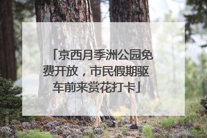 京西月季洲公园免费开放，市民假期驱车前来赏花打卡