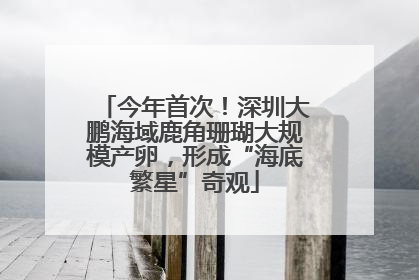 今年首次！深圳大鹏海域鹿角珊瑚大规模产卵，形成“海底繁星”奇观