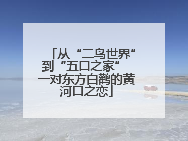 从“二鸟世界”到“五口之家” 一对东方白鹳的黄河口之恋