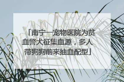 南宁一宠物医院为贫血警犬征集血源，多人带狗狗前来抽血配型