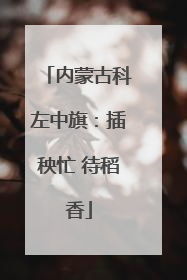 内蒙古科左中旗：插秧忙 待稻香