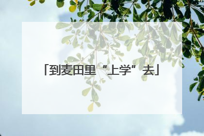 到麦田里“上学”去