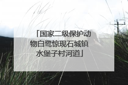 国家二级保护动物白鹭惊现石城镇水堡子村河道