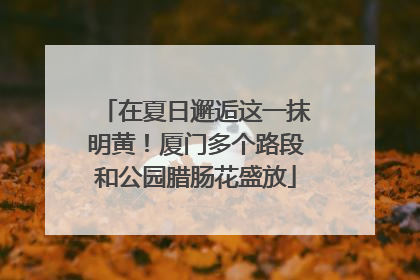 在夏日邂逅这一抹明黄！厦门多个路段和公园腊肠花盛放