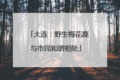 大连：野生梅花鹿与市民和谐相处