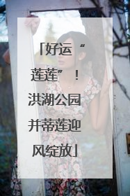 好运“莲莲”！洪湖公园并蒂莲迎风绽放