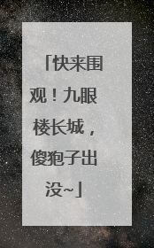 快来围观！九眼楼长城，傻狍子出没~