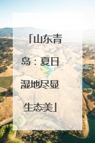山东青岛：夏日湿地尽显生态美