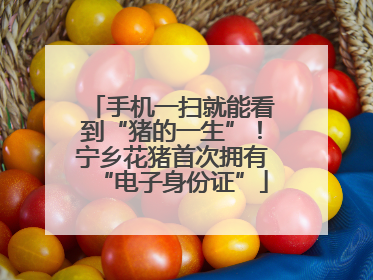 手机一扫就能看到“猪的一生”！宁乡花猪首次拥有“电子身份证”