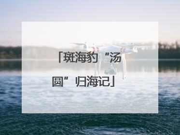 斑海豹“汤圆”归海记