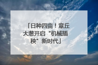 日种四亩！章丘大葱开启“机械插秧”新时代
