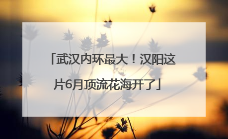 武汉内环最大！汉阳这片6月顶流花海开了