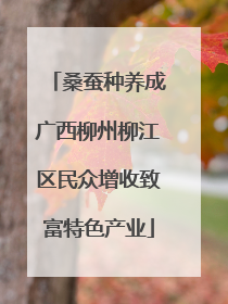 桑蚕种养成广西柳州柳江区民众增收致富特色产业