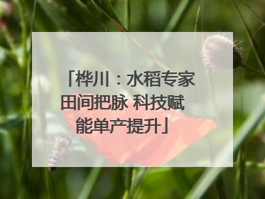 桦川：水稻专家田间把脉 科技赋能单产提升