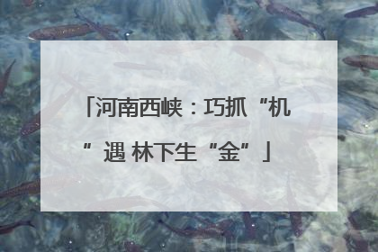 河南西峡：巧抓“机”遇 林下生“金”