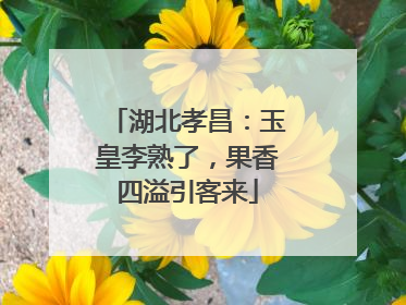 湖北孝昌：玉皇李熟了，果香四溢引客来