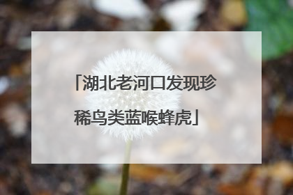 湖北老河口发现珍稀鸟类蓝喉蜂虎