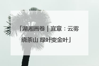 湖湘画卷｜宜章：云雾绕茶山 绿叶变金叶