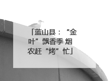 蓝山县：“金叶”飘香季 烟农赶“烤”忙