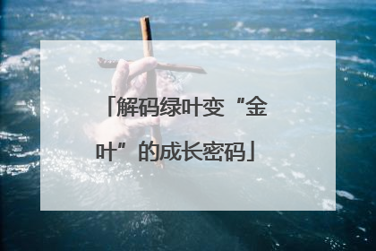 解码绿叶变“金叶”的成长密码