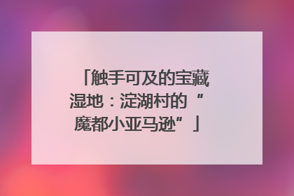 触手可及的宝藏湿地：淀湖村的“魔都小亚马逊”