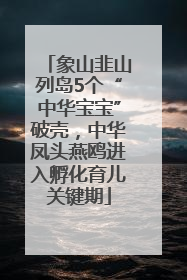 象山韭山列岛5个“中华宝宝”破壳，中华凤头燕鸥进入孵化育儿关键期