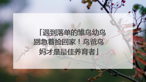 遇到落单的雏鸟幼鸟别急着捡回家！鸟爸鸟妈才是最佳养育者