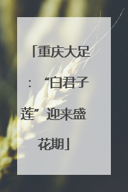 重庆大足：“白君子莲”迎来盛花期