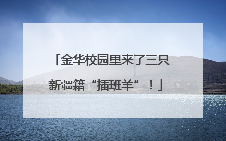 金华校园里来了三只新疆籍“插班羊”！