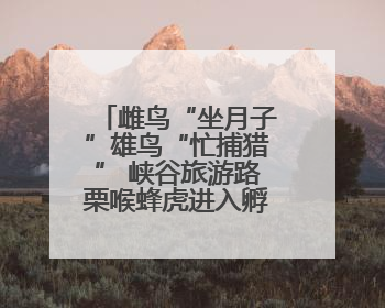 雌鸟“坐月子”雄鸟“忙捕猎” 峡谷旅游路栗喉蜂虎进入孵化阶段