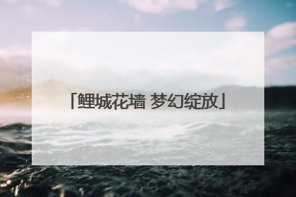 鲤城花墙 梦幻绽放