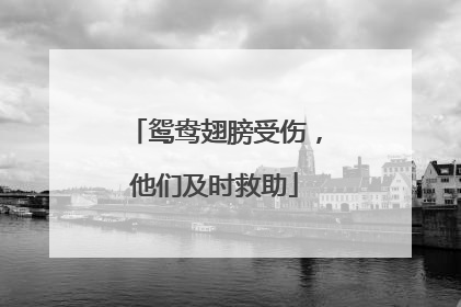 鸳鸯翅膀受伤，他们及时救助