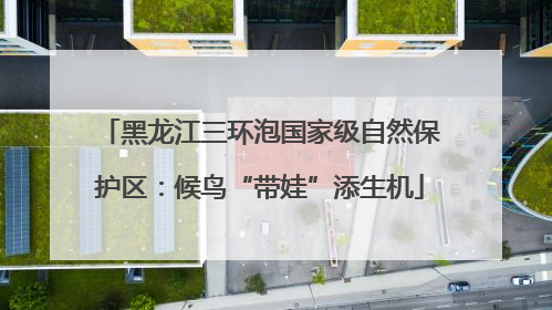 黑龙江三环泡国家级自然保护区：候鸟“带娃”添生机