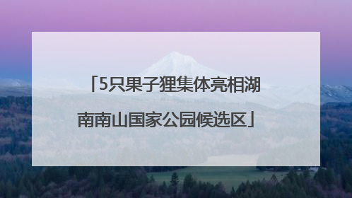 5只果子狸集体亮相湖南南山国家公园候选区